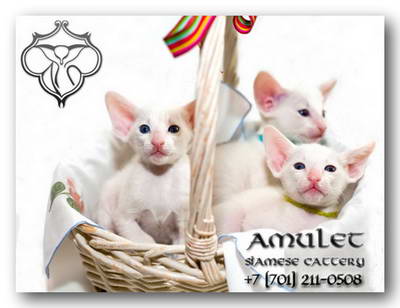 Amulet Siamese cattery